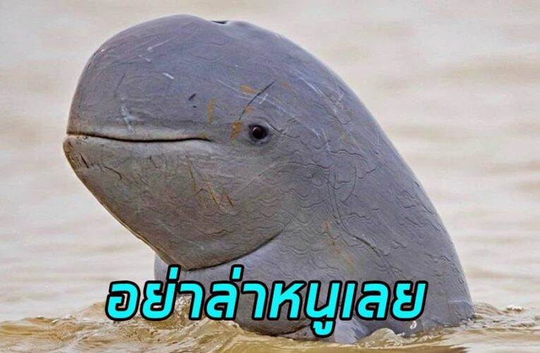 สัตว์ใกล้สูญพันธุ์ โลมา-อิรวดี (สายพันธุ์สุดน่ารัก) ปัจจุบันเหลือ 90 ตัวในแม่น้ำไทย