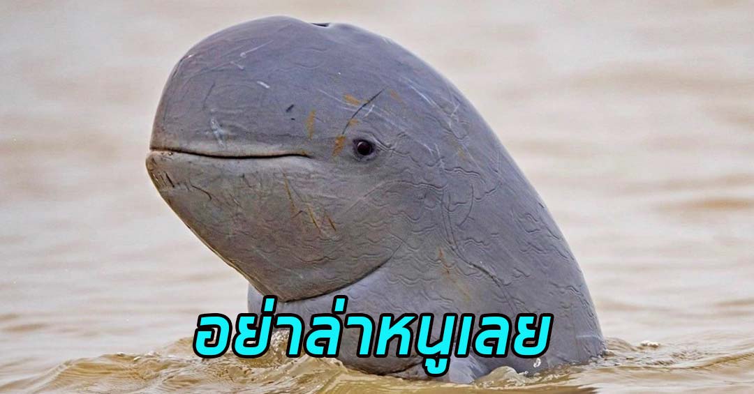 Irrawaddy-dolphin-Profile