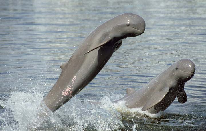Irrawaddy-dolphin-wing