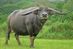 สัตว์ประจำชาติ-กระบือ---ประเทศเวียดนาม