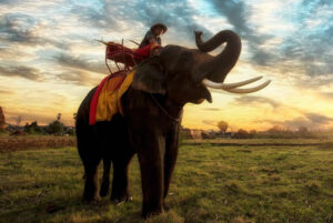 สัตว์ประจำชาติ-ช้าง---ประเทศไทย