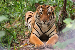 สัตว์ประจำชาติ-เสือโคร่ง-ประเทศเมียนมาร์