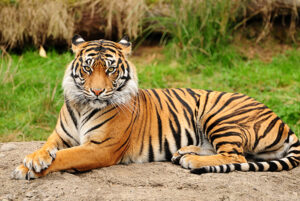 สัตว์ประจำชาติ-เสือโคร่งมลายู-ประเทศมาเลเซีย